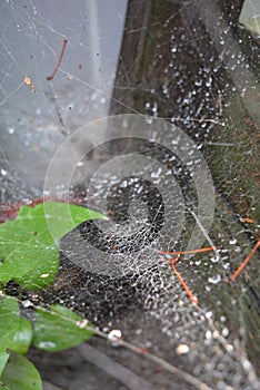 Green leaves and plants of lilac with a white dense cobweb with a nest and spider\'s lair, natural nature.