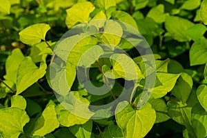 Green leaves of Plu kaow