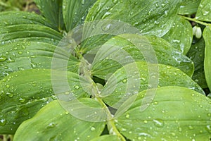 Green leaves of polygonatum commutatum flower with rain drops