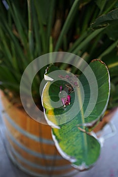 Green leaves in pot of angels trumpet, brugmansia sanguinea solanceae