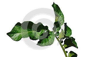 Green leaves of potato Solanum Tuberosum on white background