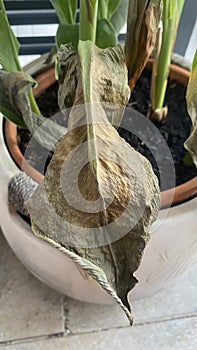 Green leaves of potted plant sunburnt in summer