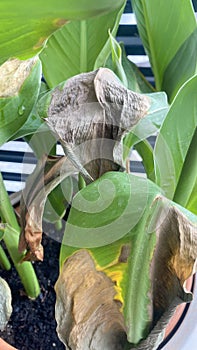 Green leaves of potted plant sunburnt in summer