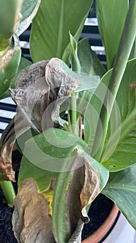 Green leaves of potted plant sunburnt in summer