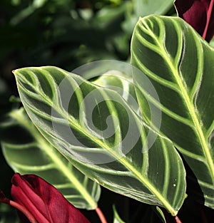 Green Leaves With Prominent Venation