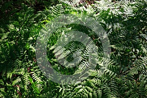 Green leaves of Pteridium aquilinum ssp. pinetorum Pinewood bracken, bracken, fern in the forest, top view,