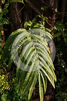 Green leaves of the Ptisana salicina plant exposed to morning sunlight