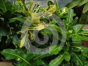 Green leaves of puring golden white plant or Codiaeum Variegatum in the garden, tropical plants