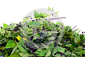 Green leaves with purple berries on isolated white background