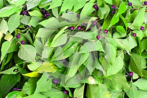 Green leaves with purple berries on isolated white background