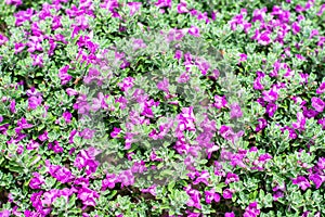 Green leaves, purple flowers background. Ash-Bush or Texas Ranger a species of Barometerbush