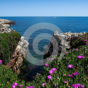 Green leaves, purple flowers, blue sea, blue sky on the `Cap d`Antibes`, French riviera , France