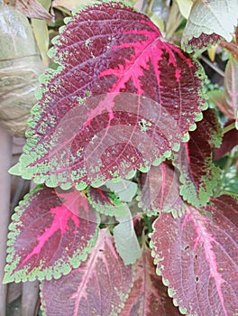 Green leaves with a purple tint