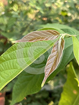 green leaves of a Quisqualis indica plant in the garden