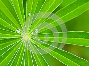 Green Leaves radiating from center with water droplets