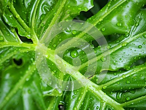 Green leaves with rain drops