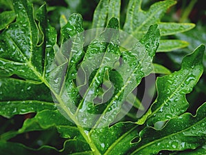 Green leaves with rain drops