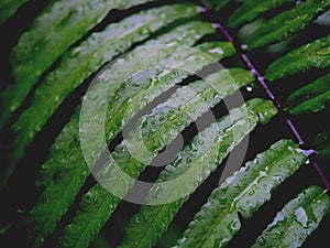 Green leaves with rain drops