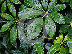 Green leaves with rain drops