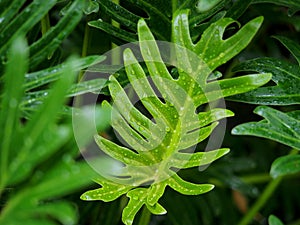 Green leaves with rain drops