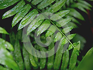 Green leaves with rain drops