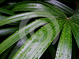 Green leaves with rain drops