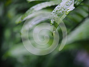 Green leaves with rain drops