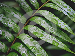 Green leaves with rain drops