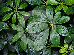 Green leaves with rain drops