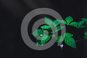 Green leaves with rain drops growing in the wild forest on dark background. Light shines on leaf in the rainforest.