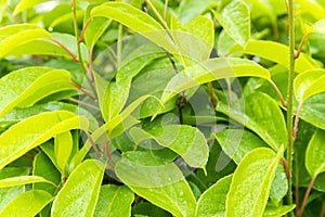 Green leaves after rain. Water drop on a leaf after rain. Natural background of leaves of lilies of the valley, the pattern of