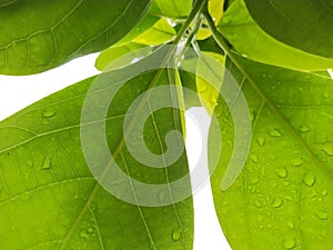 Green leaves and raindrops