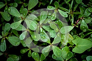 Green leaves with raindrops background