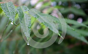 Green leaves with raindrops. Beautiful green natural blurred background with copy space. Close-up shot with selective focus on