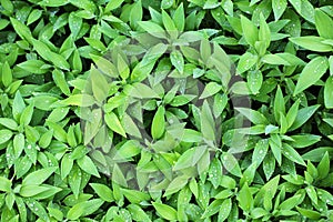 Green leaves with raindrops floral pattern