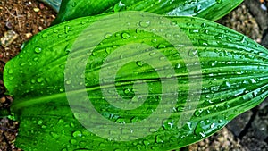 green leaves, raindrops