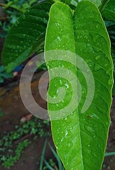 Green leaves with raindrops in the morning