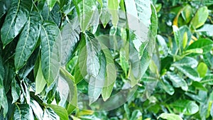 Green leaves with raindrops. Rainforest atmosphere