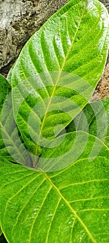 green leaves, rainwater, baground, plants