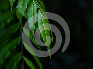 Green leaves in rainy season