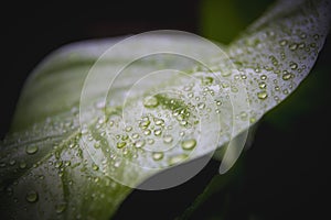 Green leaves in the rainy season