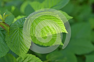 Green leaves of raspberry