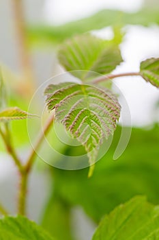 Green leaves of a raspberry plant in natural light