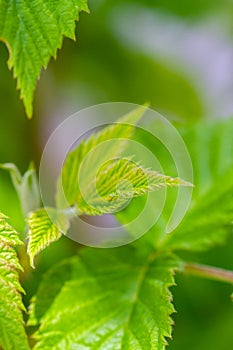 Green leaves of a raspberry plant in natural light