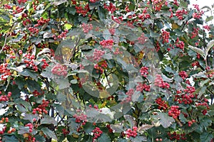 Green leaves and red berries of Sorbus aria