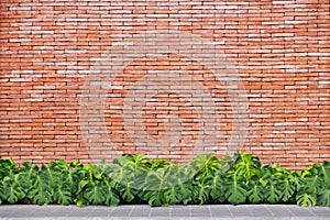 Green leaves with red brick wall background.