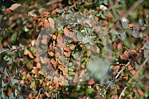 Green leaves, red, brown and yellow on a sunny day early autumn. Green leaves on against the sky