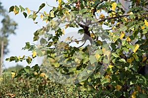 Green leaves, red, brown and yellow on a sunny day early autumn. Green leaves on against the sky