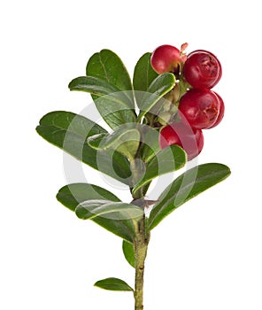 Green leaves and red cowberries on branch