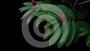 Green leaves with red flower bloom of red ginger Alpinia purpur